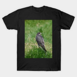 The Peregrine Falcon T-Shirt